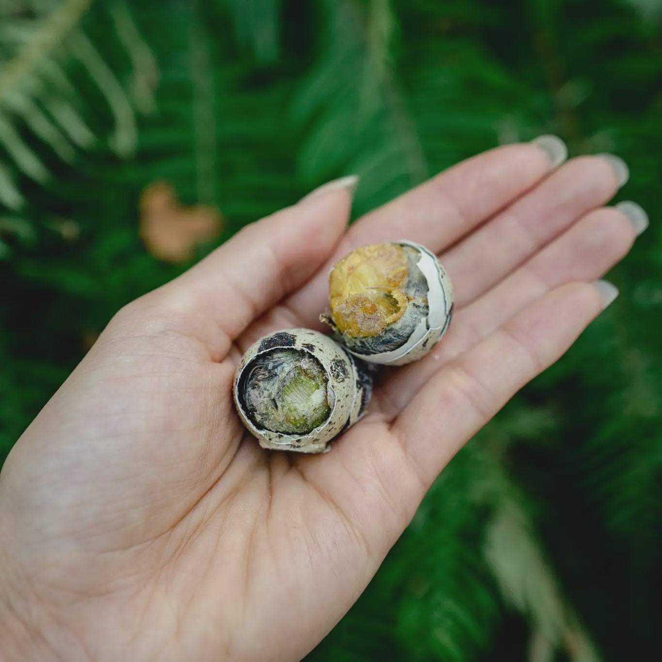 Love Liparu Freeze Dried Balut Quail Egg 6CT