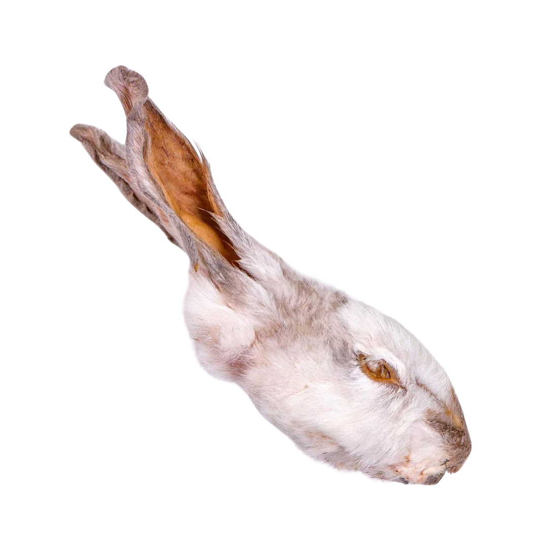 Whole Rabbit Head 1ct