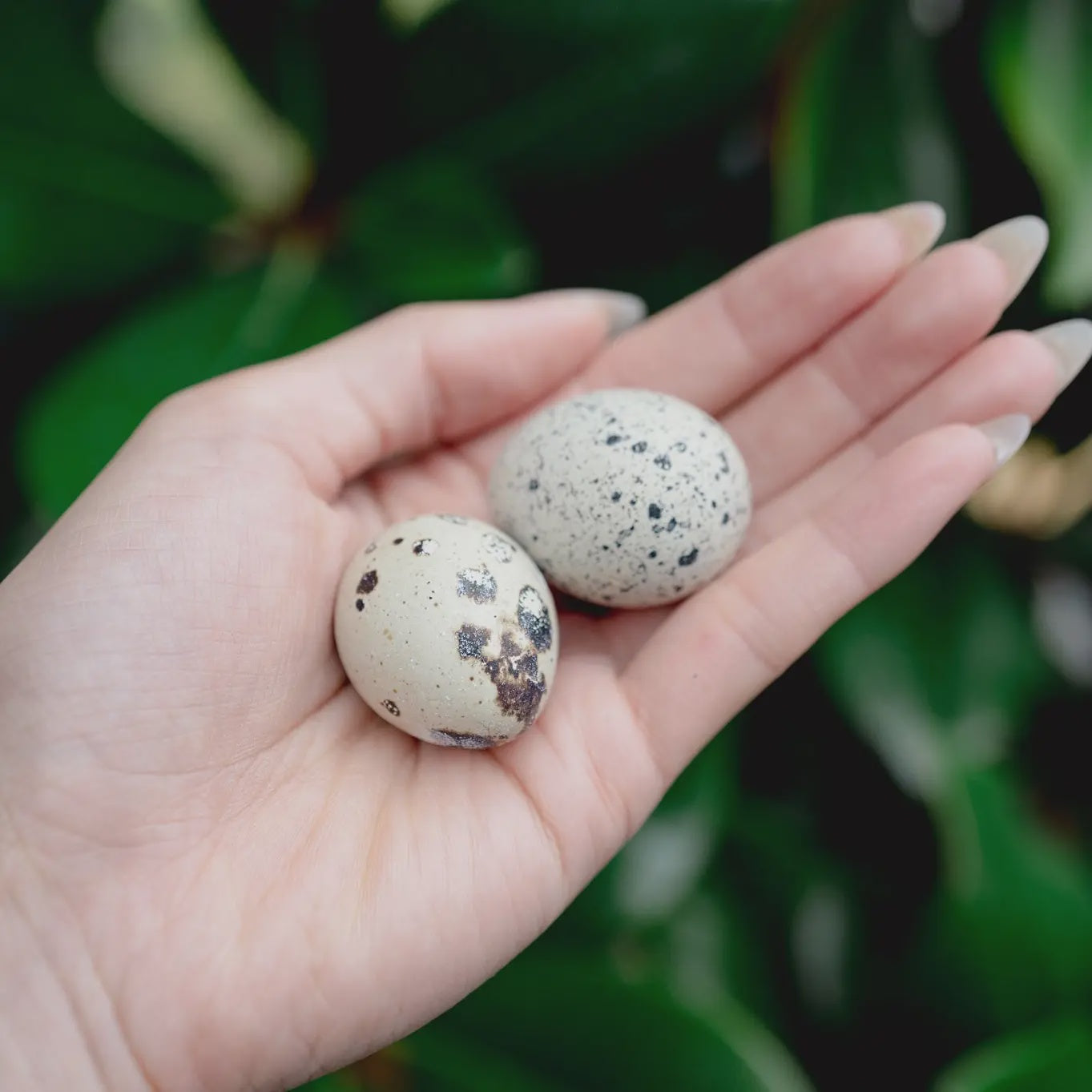 Love Liparu Freeze Dried Whole Quail Egg 12ct
