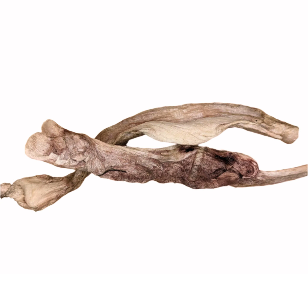 Freeze-Dried Bison Tibial Tendon 1ct