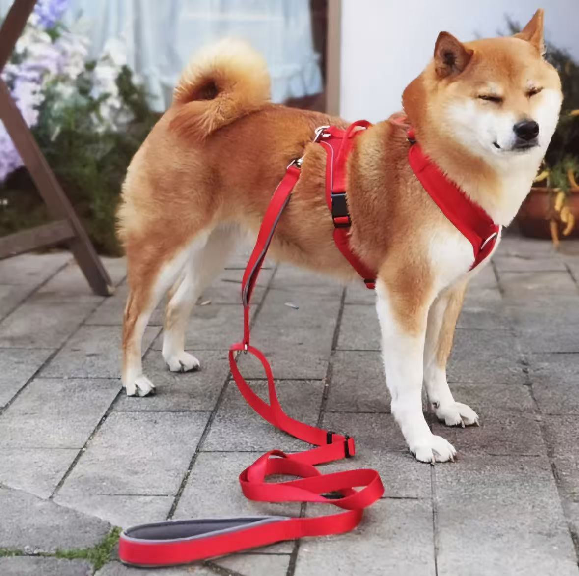 Moments Adjustable Dog Leash 6"-9"