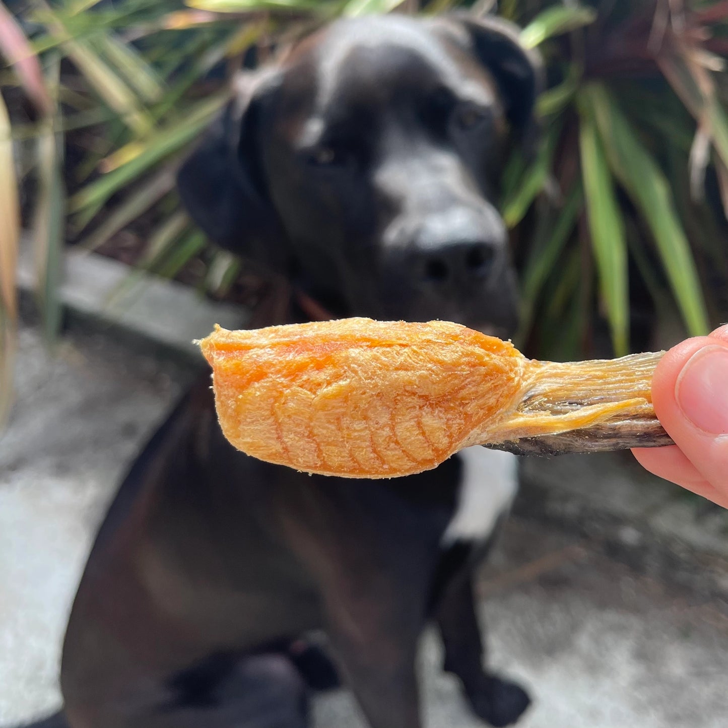 Gourmate Alpine Freshwater Salmon Fin | 100% Salmon Treat 100g