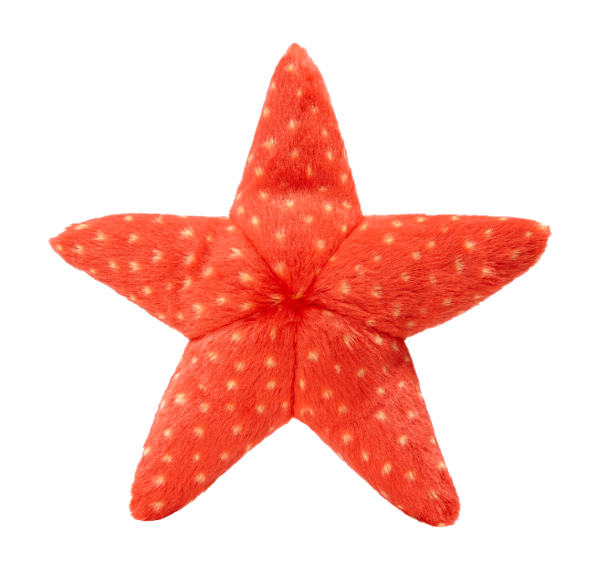 Ziggy Starfish