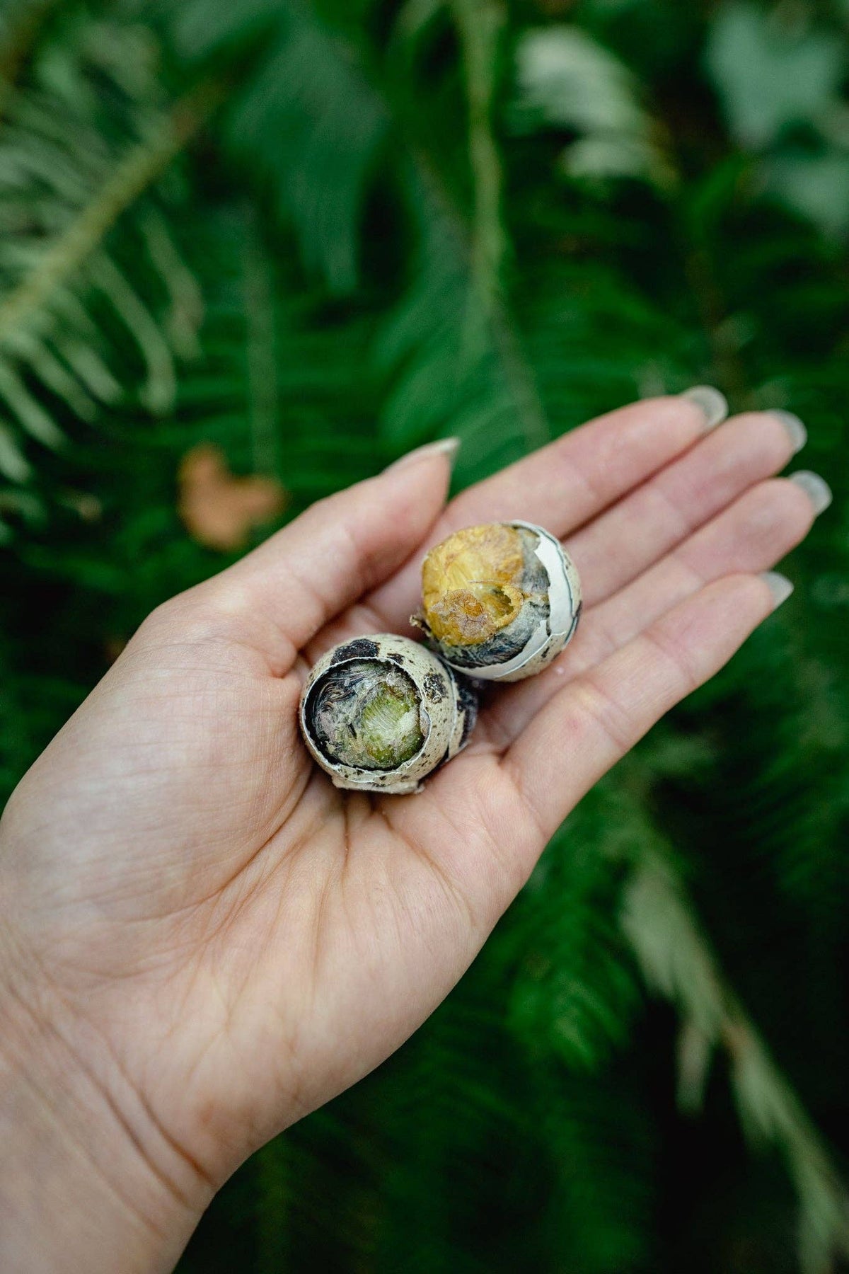 BALUT QUAIL EGG | Freeze-Dried Dog + Cat Treat: 6 balut quail eggs