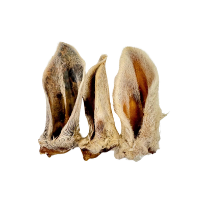 Wooly Sheep Ear 1ct