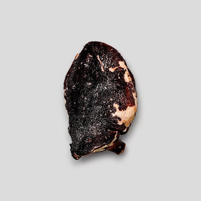 Mosaic Freeze-Dried Wild Octopus Whole Heads, 2.0 oz