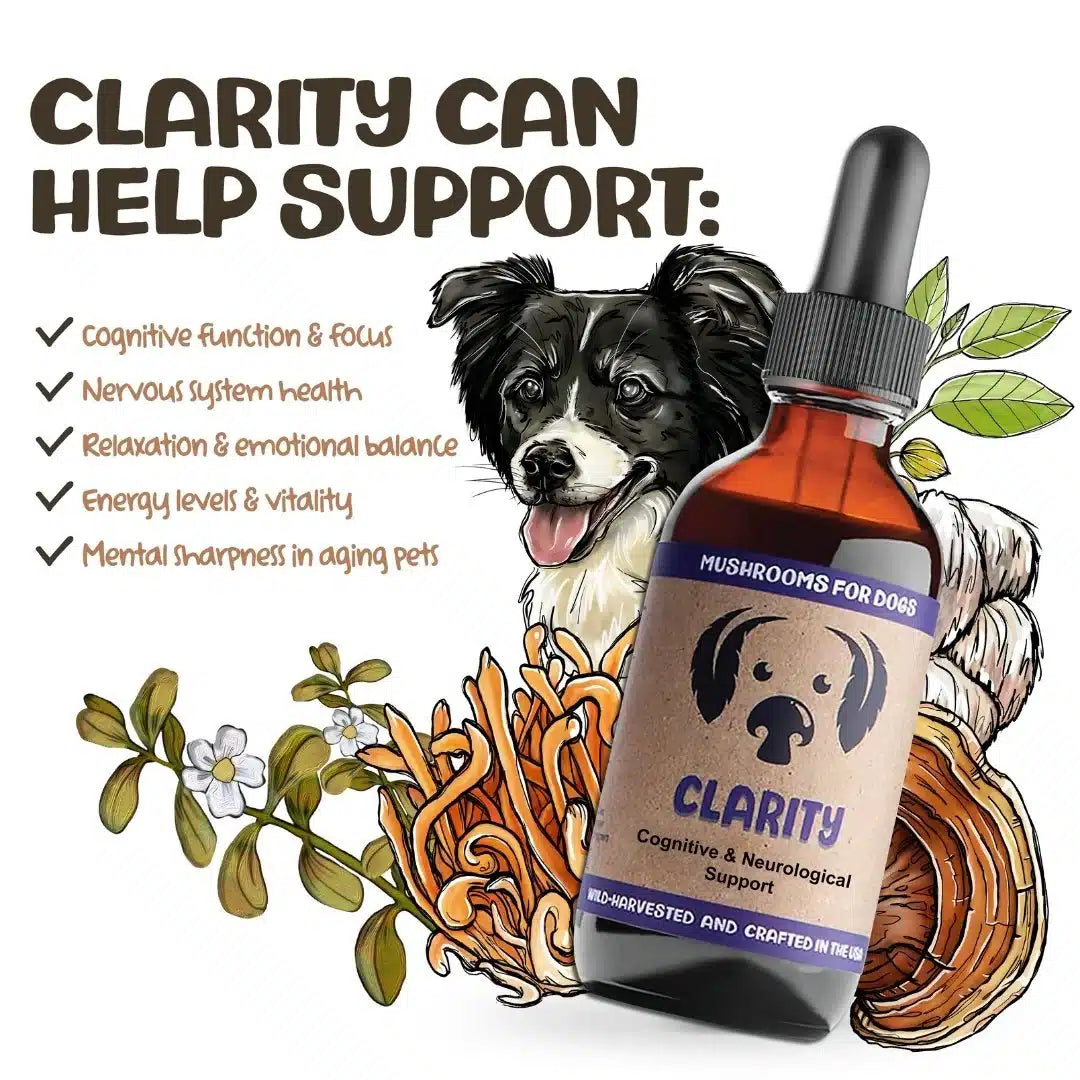 MycoDog Clarity: Cognitive & Neurological Support