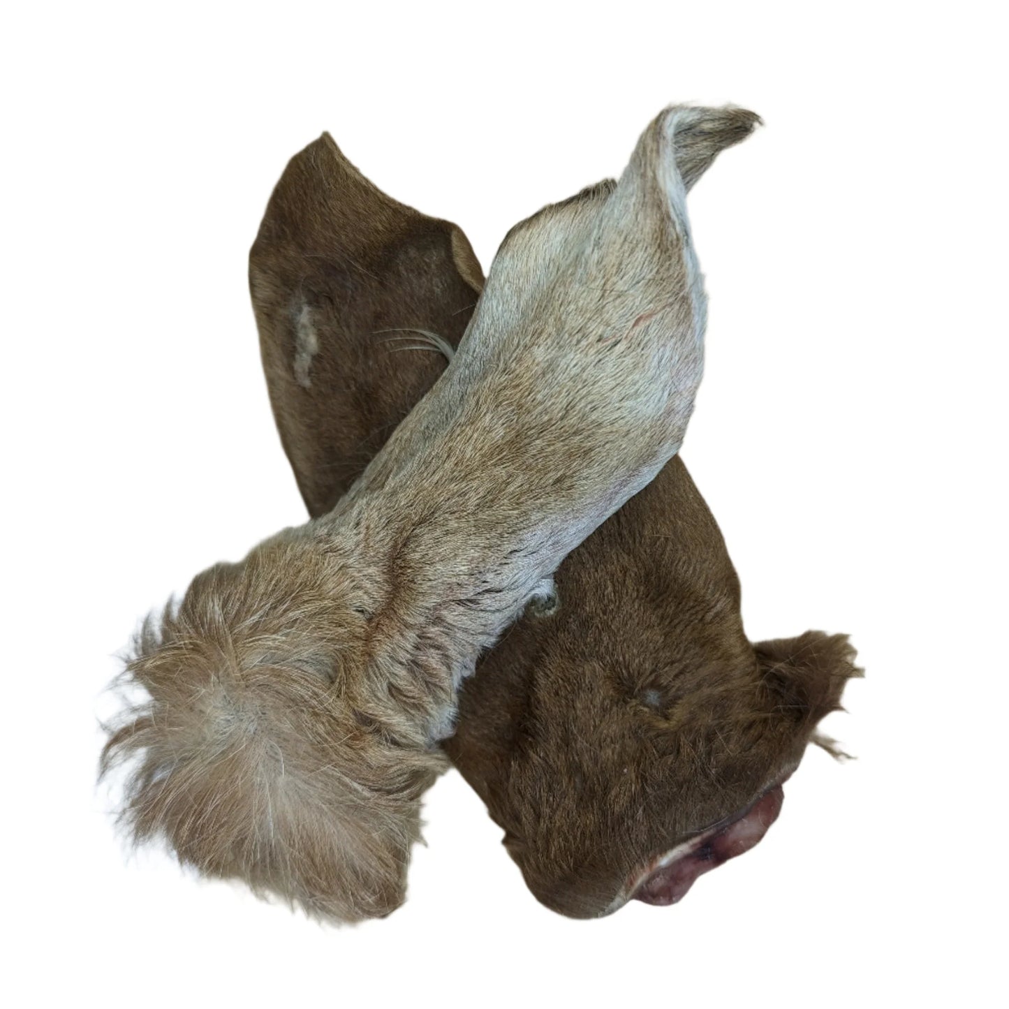 Wild Nosh Dehydrated Goat Ear 1CT