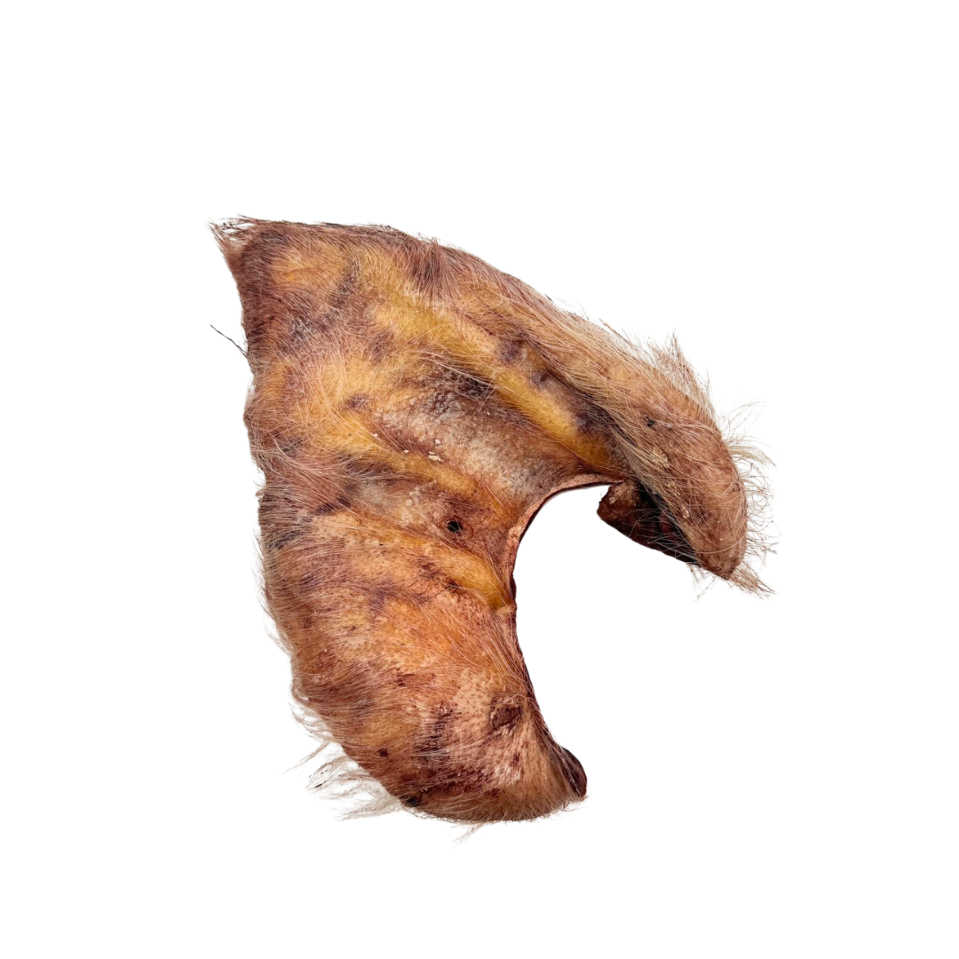 Pig Ear Hairy 1ct