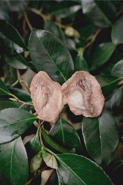 Freeze Dried Turkey Gizzards 1CT