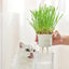 Michu Cat Grass Grow Kit